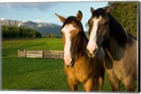 Horses in pasture, British Columbia Fine Art Print