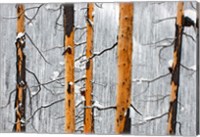 Forest fire, Winter, Kootenay NP, British Columbia Fine Art Print