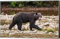 Grizzly bear fishing for salmon in Great Bear Rainforest, Canada Fine Art Print
