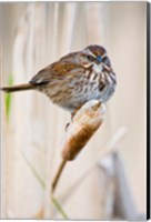 British Columbia, Song Sparrow bird on cattail Fine Art Print