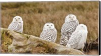 Flock of Snowy Owl, Boundary Bay, British Columbia, Canada Fine Art Print