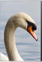 British Columbia, Vancouver, Mute Swan bird Fine Art Print