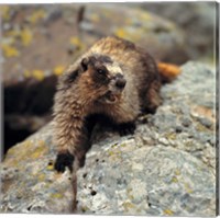 British Columbia, Yoho NP, Hoary marmot Fine Art Print