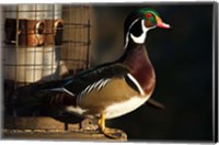 Wood Duck Drake, George C Reifel Migratory Bird Sanctuary, Westham Island, British Columbia, Canada Fine Art Print