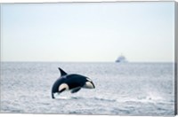 Canada, BC, Sydney, Strait of Georgia Killer whale breaching Fine Art Print