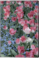 Spring Tulips of Red and White Color, Victoria, British Columbia, Canada Fine Art Print
