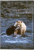 Sow with Cub Eating Fish, Rainforest of British Columbia Fine Art Print