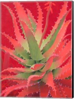 Red Agave Fine Art Print