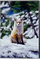 Red Fox on Snow Bank, Mt Rainier National Park, Washington Fine Art Print