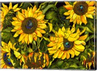 Sunflowers On a Field of Green Fine Art Print