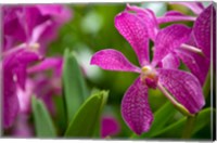 Singapore, National Orchid Garden Fine Art Print