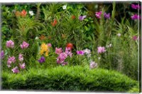 Flower Bed, National Orchid Garden, Singapore Fine Art Print