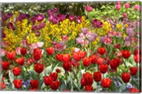 Tulips in St James's Park, London, England, United Kingdom Fine Art Print
