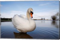 Mute Swan (Cygnus olor) on flooded field, England Fine Art Print