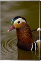 Mandarin Duck, Slimbridge Wildfowl and Wetlands Trust, England Fine Art Print