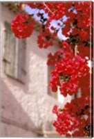 Red Flowers on Main Street, Kardamyli, Messina, Peloponnese, Greece Fine Art Print