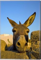 Greece, Mykonos, Hora, Donkey and Stone Fence Fine Art Print