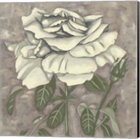 Silver Rose I Fine Art Print