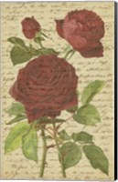 Roses II Fine Art Print