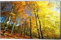 Autumn Leaves of Trees Fine Art Print
