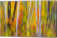 Autumn Colors in Forest Fine Art Print