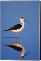 Black-Winged Stilt Bird Fine Art Print
