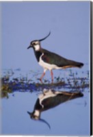 Northern Lapwing Butterfly Fine Art Print