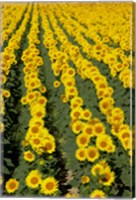 Sunflowers, Provence, France Fine Art Print