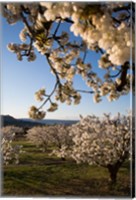 Cherry Blossoms in France Fine Art Print