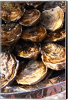 Plate of Oysters, France Fine Art Print