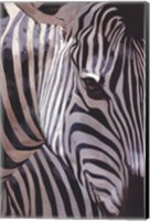 Zebra Stripes Fine Art Print