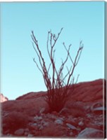 Desert Plant Fine Art Print