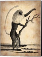 Vintage Monkey Fine Art Print