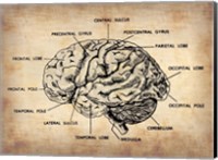 Vintage Brain Map Anatomy Fine Art Print