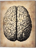 Vintage Brain Fine Art Print