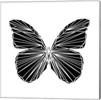 Black Butterfly Fine Art Print