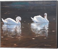 Illustrious Swans Fine Art Print