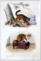 Wild Cat and Angora Cat Fine Art Print
