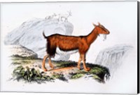Female Goat Fine Art Print