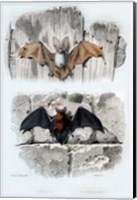 Bats Fine Art Print