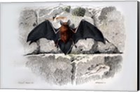 Bat I Fine Art Print