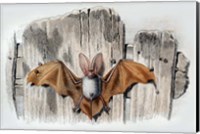 Bat II Fine Art Print