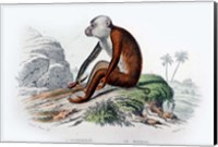 Monkey IV Fine Art Print