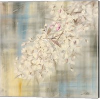 White Cherry Blossom II Fine Art Print
