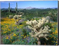 Arizona, Organ Pipe Cactus National Monument Fine Art Print