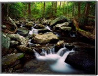 LeConte Creek, Great Smoky Mountains National Park Fine Art Print