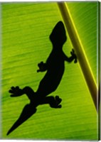 Leopard Gecko, Tortuguero, Costa Rica Fine Art Print