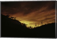 Sunset over The Sonoran Desert, AZ Fine Art Print