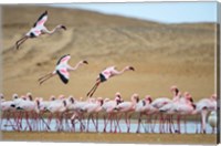 Greater Flamingos, Namibia Fine Art Print