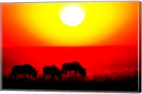 Wildebeests, Etosha National Park, Namibia Fine Art Print